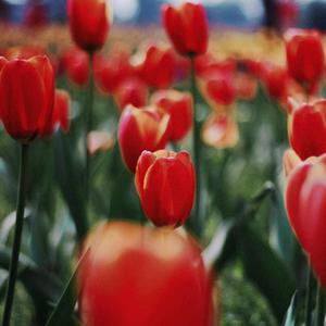 蓝色房间（Blue room）