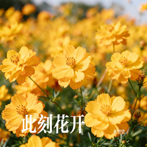 此刻花开