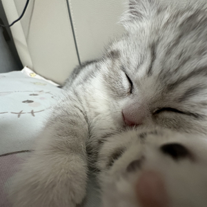 《哈基米的晚安》