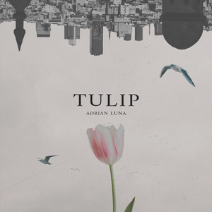 Tulip