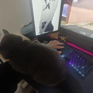 小猫