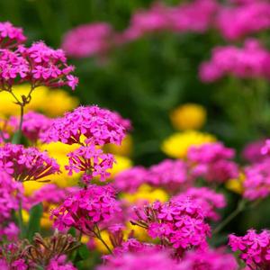 君にはかなわない