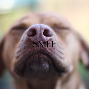 Sniff