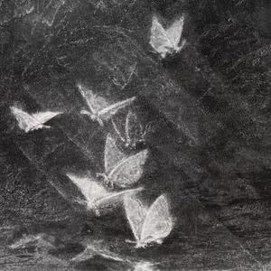 蝴蝶爱Butterfly Luv