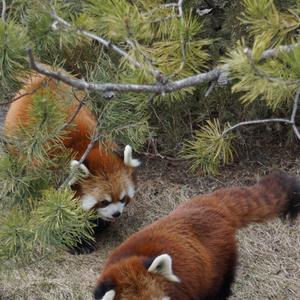 Fourty Shades of Cadavers