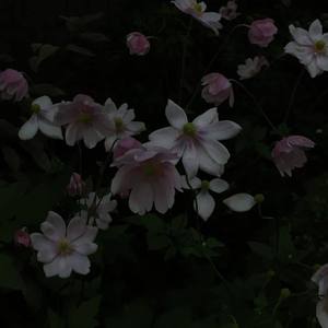 沧海映雪歌（cover）（翻自 兔裹煎蛋卷）