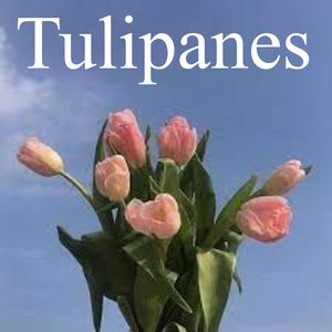 Tulipanes
