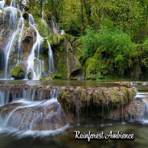Calming Rainforest Sounds