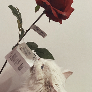 他们所不知道的我们（翻自 GNZ48）