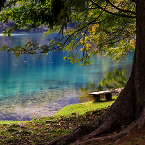 Warm Wood Relax (Only Positive Frequencies Relax Peace Enlightenment Courage Joy)