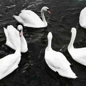 会呼吸的痛（翻自 Cover梁静茹）