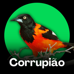 Corrupião - Canto da Aurora Tropical