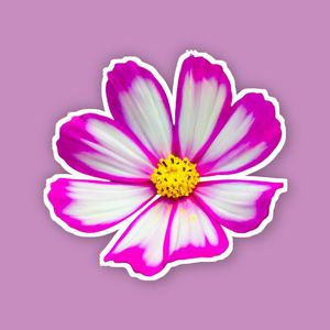 心中的日月（吉他弹唱）