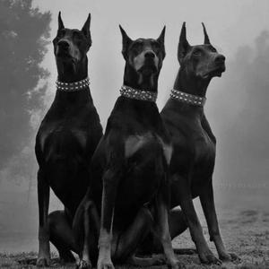 穿金带银杜宾犬