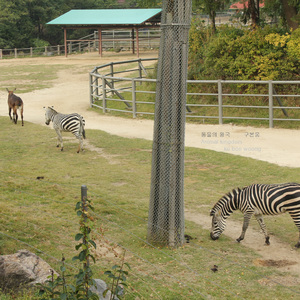 동물의 왕국 (Inst.)