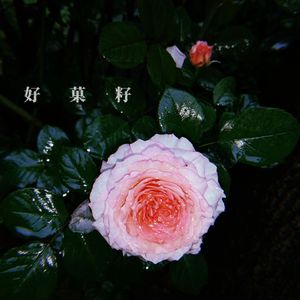 月亮的醋：交响曲