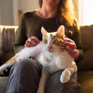 Estirarse Y Ronronear