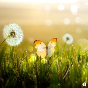 나비의 오래된 생각