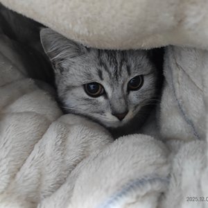 风铃【白天AIGC最终版】