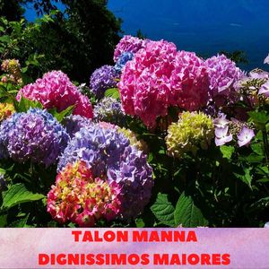 Dignissimos Maiores