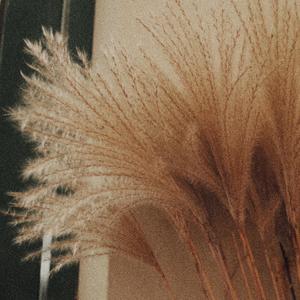 我偷了一根麦穗藏在心间