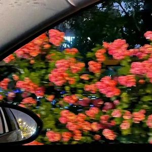 玫瑰（cover 要不要买菜）