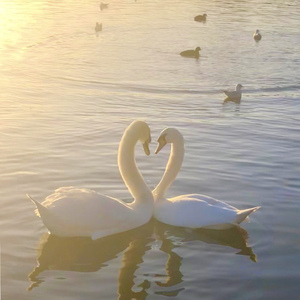 SWAN