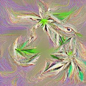 Kush