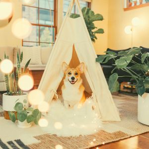 诗意的幼犬节奏