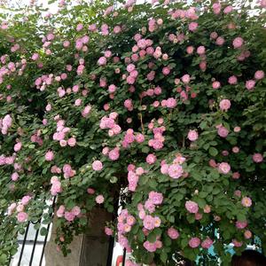 英雄寞_syq不忘初心