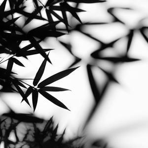 竹影摇曳（FREE BEAT）