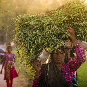 গ্রামের পথে হেঁটে চলি সবুজ মাঠে মেলে আঁখি