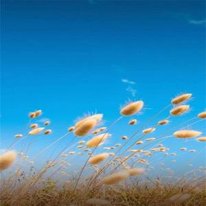 付出太多 (烟嗓版)