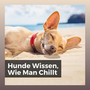 Trösten Sie Ihren Hund