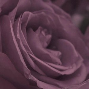 These are purple roses