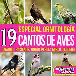 Canario Timbrado Español Con Canto Discontinuo