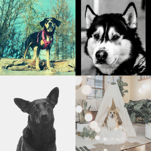 温和可爱的狗梦想