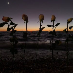 我的爱就像一片云