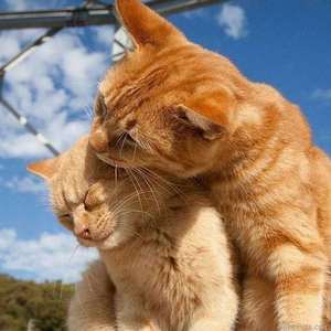 Shape of You（古筝电音版）（翻自 新旭）