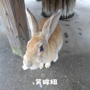 温暖娇 (（尤克里里）)