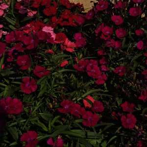 命运断章[第五人格作曲家印象曲]