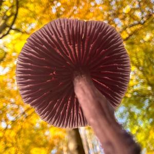 GEKKY KEGGY HELE GEKKY KEGGY