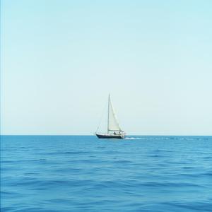 Bloom in the Afternoon