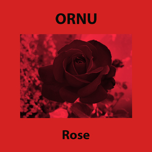 Rose 4