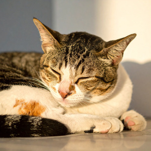 Gatos Nocturnos Suaves