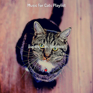 Chilled (Training Cats)