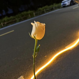茶晃