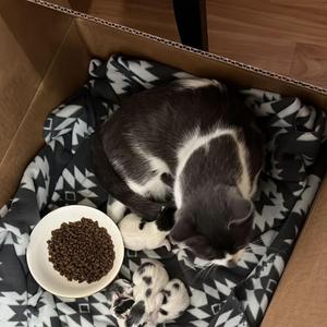 oratrice mecanique d'analyse cardinale (jerseyclub)