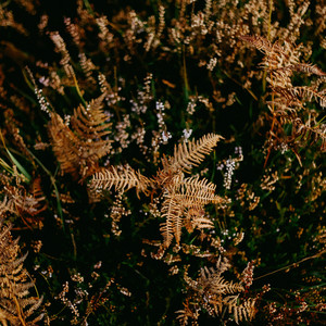 看不透的心 伴奏