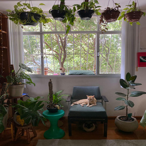 Cat Window Plants